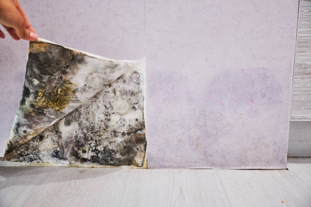Office Mold Removal Services in Oroville, WA